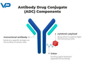 Antibody-Drug Conjugates (ADCs)