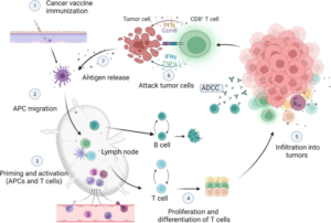 Cancer Vaccines: A New Era