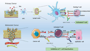 Checkpoint Inhibitors