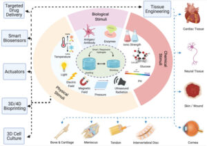 Smart Hydrogels